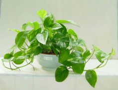 佛山三水順德新房去甲醛的技巧有哪些？